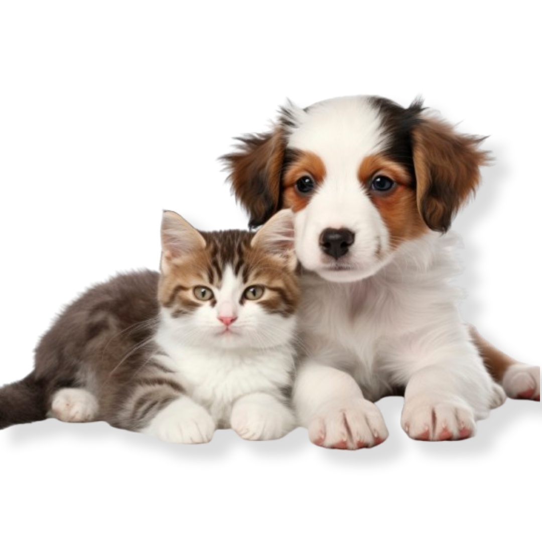 DogCat1