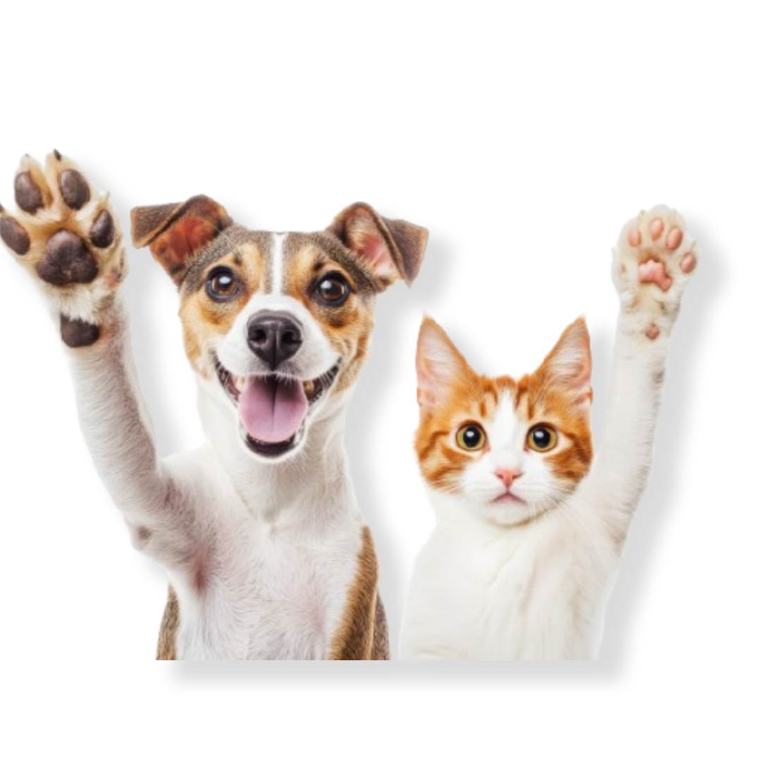 DogCate3