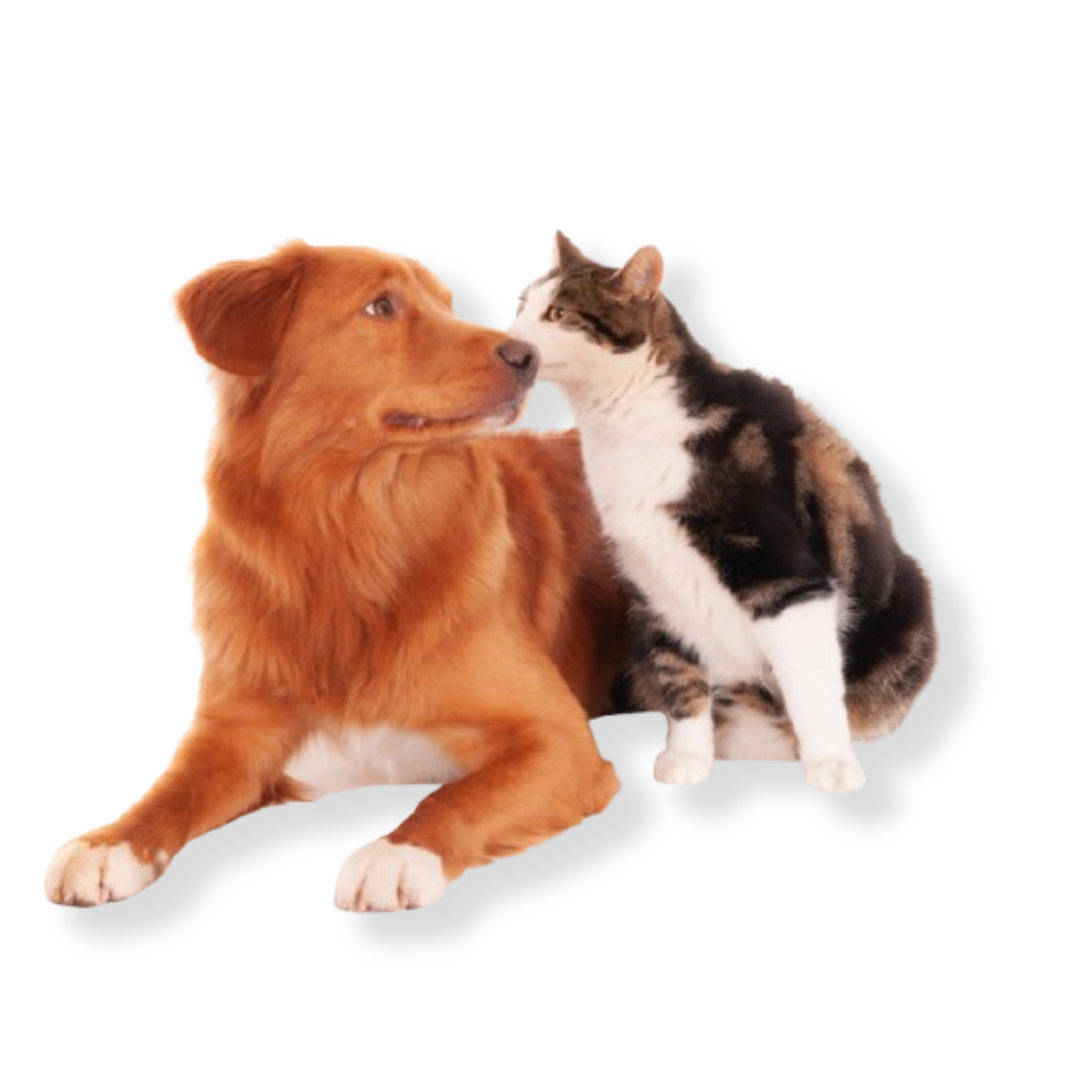 DogCate5